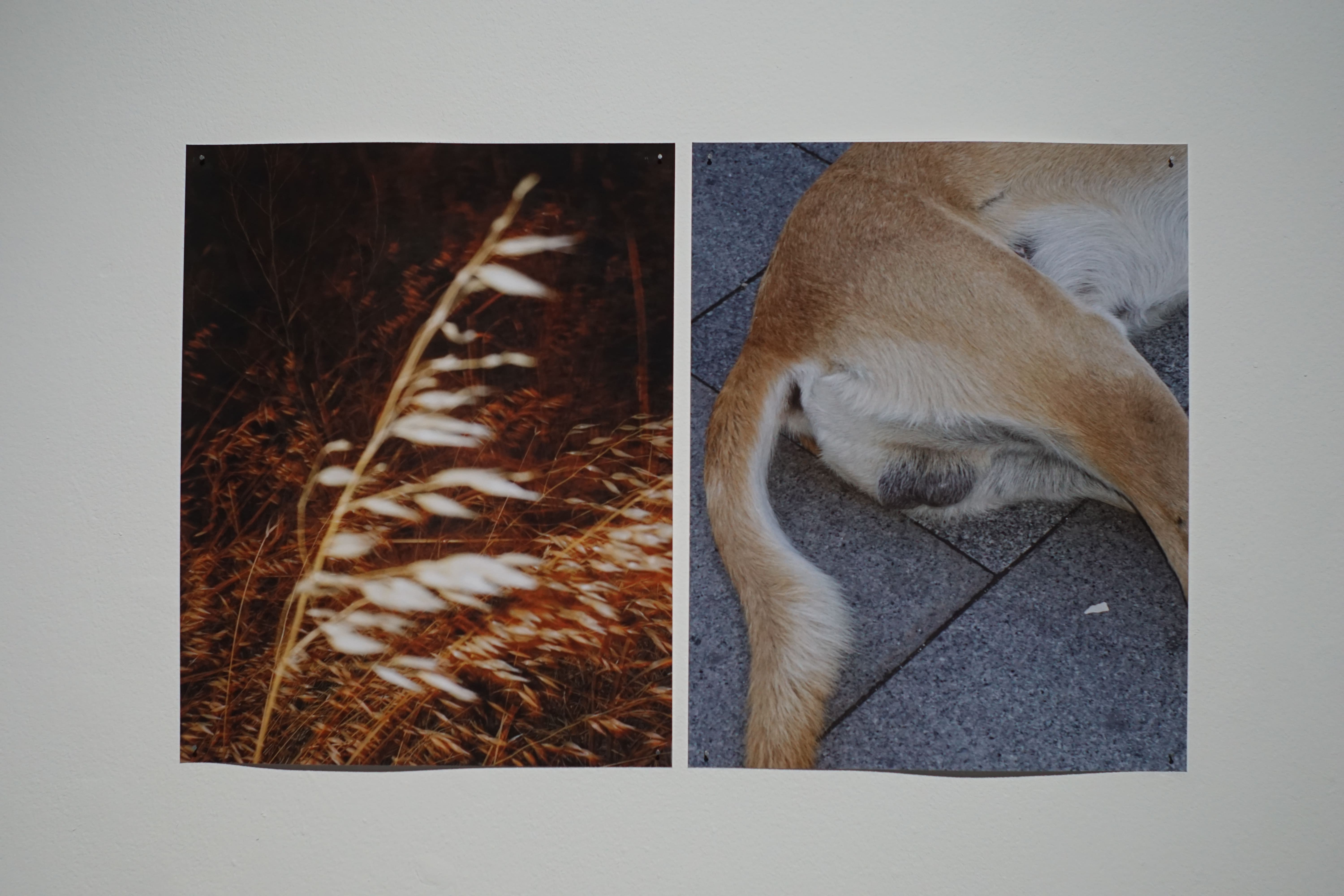 saccades, installation view